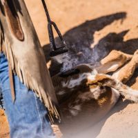 HEART J RANCH